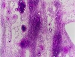 cytopathology1.jpg