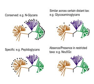 glycobiology concepts