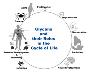 cycle of life glycans plus aging